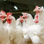Bird Flu