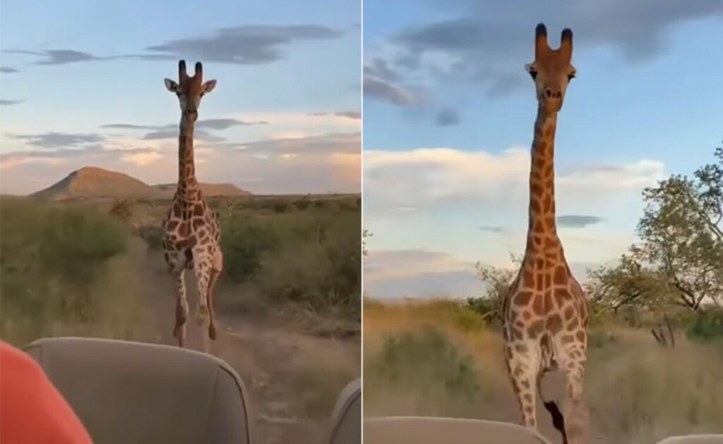Viral News Giraffe