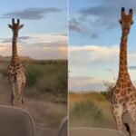 Viral News Giraffe