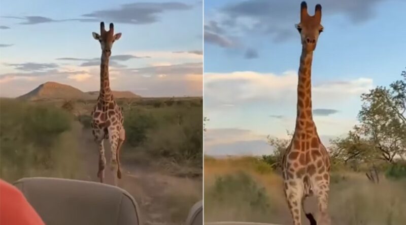 Viral News Giraffe