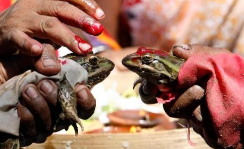 अजब-गजब : काशी में गर्मी से बेहाल लोगों ने कराई मेंढक-मेंढकी की शादी, कहा- इंद्र देव खुश होंगे तो गर्मी से मिलेगी राहत