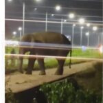 OMG…झुंड से भटका हाथी रांची विधानसभा तक पहुंचा, भगाने के लिए बेलने पड़े पापड़, दहशत में लोग