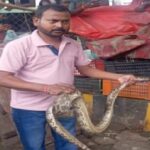 अजगर