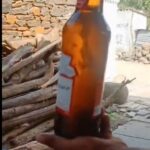 Budweiser Beer