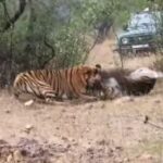 जंगल