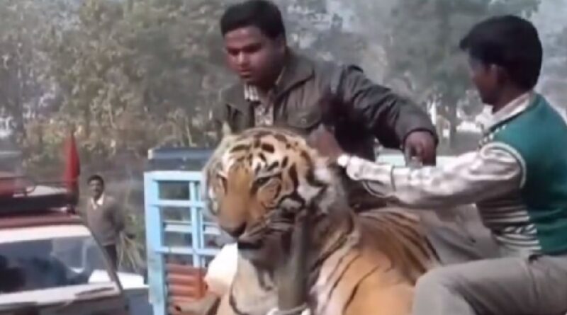 हाथी