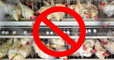 गांधी जयंती