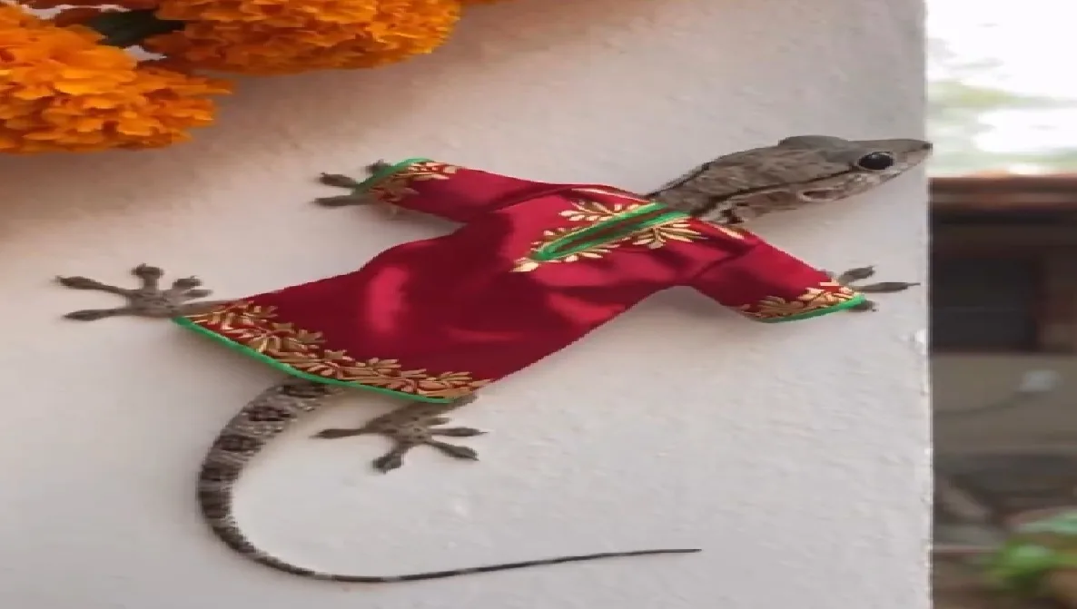 viral video lizard wearing handmade dress for 20 rupees