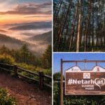 Netarhat Best Winter Destination in Jharkhand: सर्दियों में घूमने की कर रहे हैं प्लानिंग? झारखंड की ये जगह जीत लेगी आपका दिल