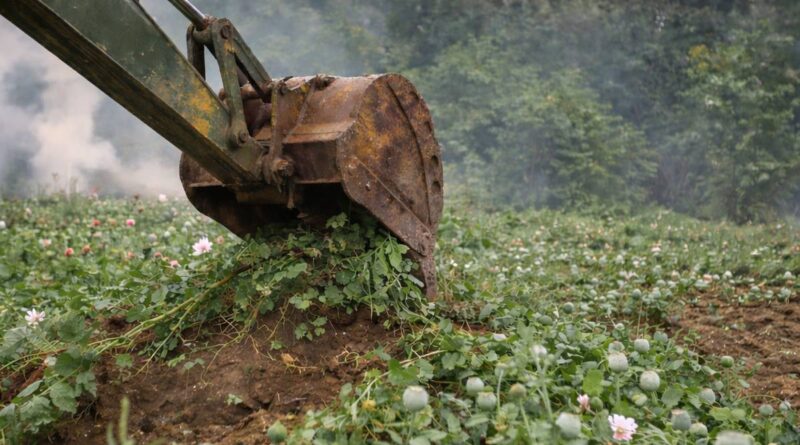 सरायकेला में SSB का बड़ा एक्शन, दो एकड़ में फैली अफीम की खेती को किया नष्ट