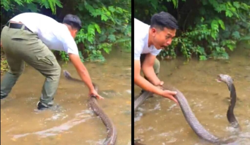 Viral Video King Cobra