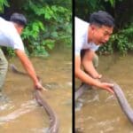 Viral Video King Cobra