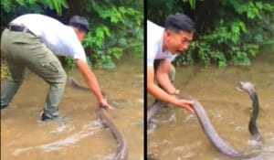 Viral Video King Cobra