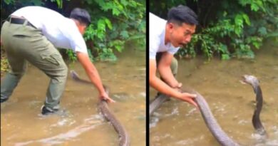 Viral Video King Cobra