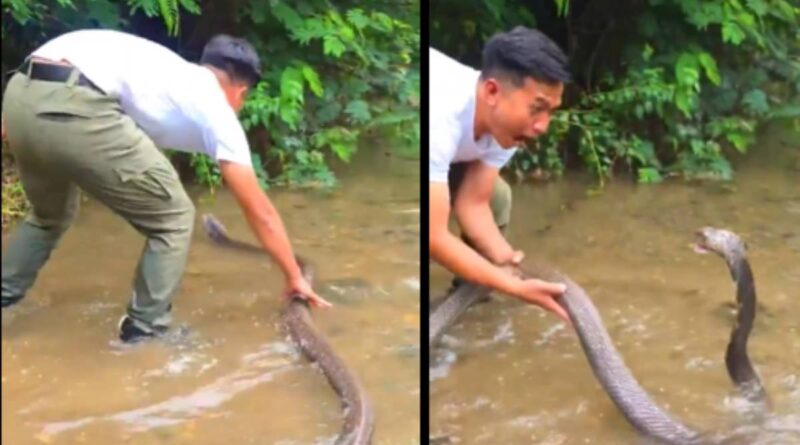 Viral Video: बंदे ने पकड़ ली किंग कोबरा की पूंछ, फिर जो हुआ देख कांप उठेंगे