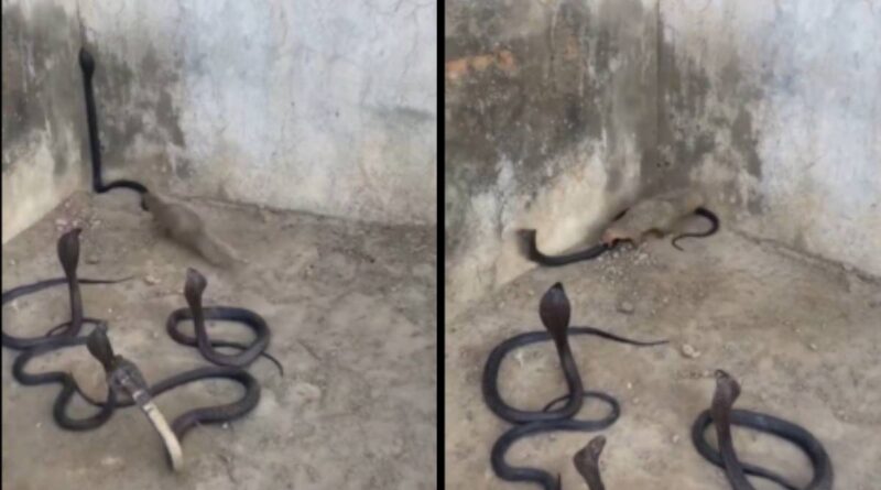 पांच किंग कोबरा और एक नेवला, फिर जो हुआ उसने सबको चौंका दिया, वायरल हुआ खौफनाक वीडियो