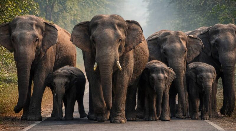 Elephant Herd