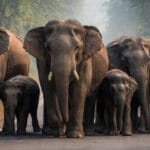 Elephant Herd