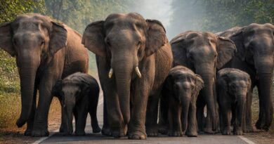 Elephant Herd