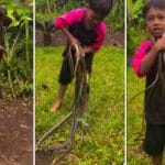 Snake Viral Video
