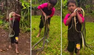 Snake Viral Video