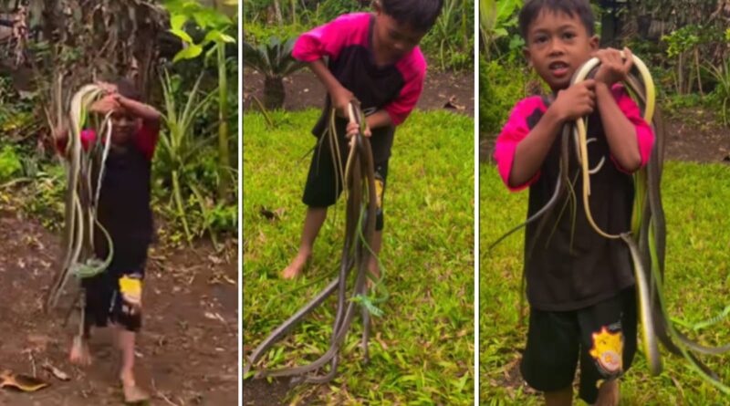 खिलौनों की जगह सांप, बच्चे का यह वीडियो देखकर थम जाएंगी सांसें