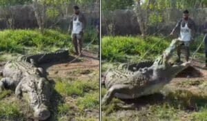 वायरल वीडियो