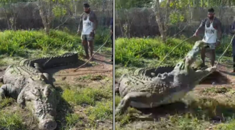 वायरल वीडियो